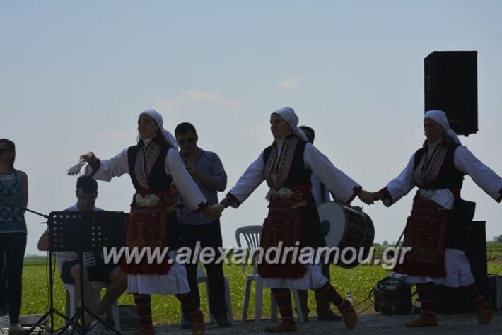 alexandriamou.gr_trikala28.5.2018056